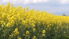 00258.MTS_snapshot_00.00.760