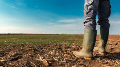 Farmer planning agricultural activity in field
