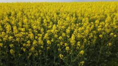 DJI_0005.MP4_snapshot_02.37.800