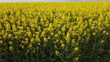 DJI_0005.MP4_snapshot_02.37.800