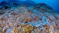 KORALI Turtsia ekosistemite