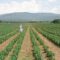 ageoforum agrotv