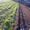agri bg