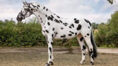 leopardovata poroda Knabstrup