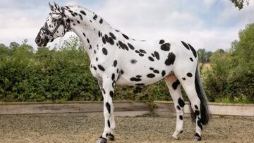 leopardovata poroda Knabstrup