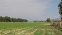 promeni-dzes