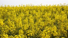 rapica agrotv bulgaria