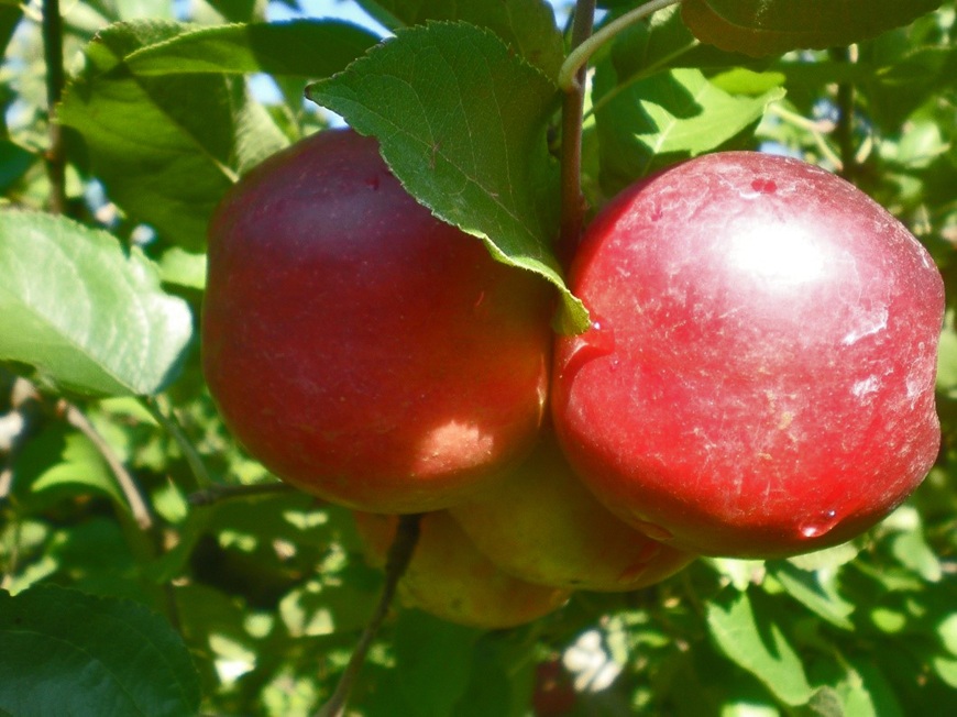 Български ябълки и череши, устойчиви на климата: учени и фермери заедно в полето