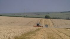 zarnoproizwodstvo-kriza