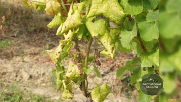 zlatisto-pojaltiavane