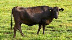 Wagyu breed11