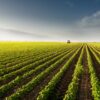 Tractor spraying soy field in sunset.
