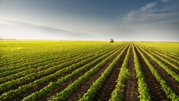 Tractor spraying soy field in sunset.