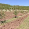 agrinews