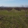 agroprognoza ovoshki