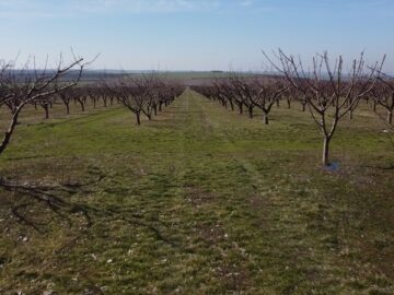 agroprognoza ovoshki