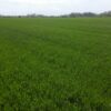 agroprognoza pshenitsa
