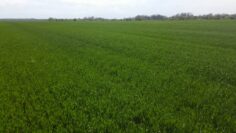 agroprognoza pshenitsa