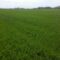 agroprognoza pshenitsa