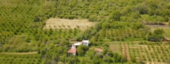 chereshi-kustendil