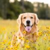 Golden Retriever in the field with yellow flowers. Beautiful dog