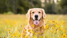 Golden Retriever in the field with yellow flowers. Beautiful dog