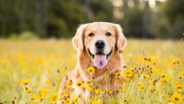 Golden Retriever in the field with yellow flowers. Beautiful dog