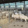 ferma agroforum