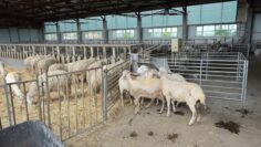 ferma agroforum