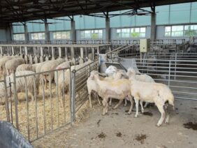 ferma agroforum