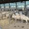 АГРОФОРУМ: Ден на отворените врати в биоферма показа пътя на млечните продукти до потребителя
