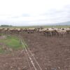 ferma zemedelie agronovini