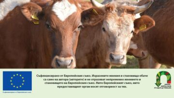 jivotnovadstvo-simental-AgroTV