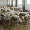 ovtse agroforum