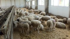 ovtse agroforum