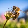 Closeup of honey bee at work on white clover flower