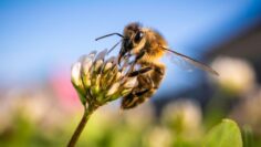 Closeup of honey bee at work on white clover flower