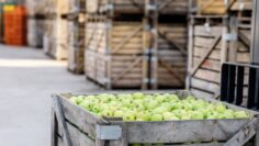 Good harvest of juicy fresh ripe, organic fruits, sale of products, distribution in warehouse