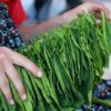 A woman preparing tobacco for drying in Amasya, Türkiye