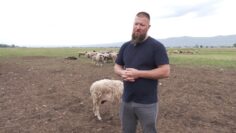 Ovcharstvoto e v genite na Radoslav Mladenov ot Kazichene