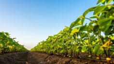 Green soybean plants at agricultural farm field