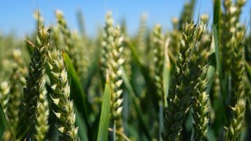 pshenitsa zemedelie agronovini