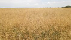 rapitsa zemedelie agrotv