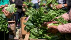 Unrecognizable people arranging and holding bunches of fresh agroecological organic vegetables from healthy and sustainable agriculture.
