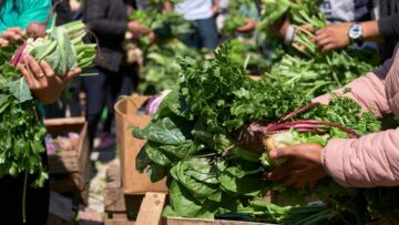 Unrecognizable people arranging and holding bunches of fresh agroecological organic vegetables from healthy and sustainable agriculture.