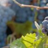 VINO