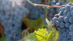 VINO
