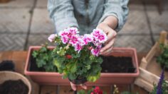 Woman holding pink pelargonium flower in hands. Gardening at springtime. Planting geranium seedling on table
