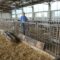 БИОЖИВОТНОВЪДСТВО: Субсидии срещу реална продукция искат стопаните