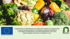Variety of fresh vegetables to protect against cancer.